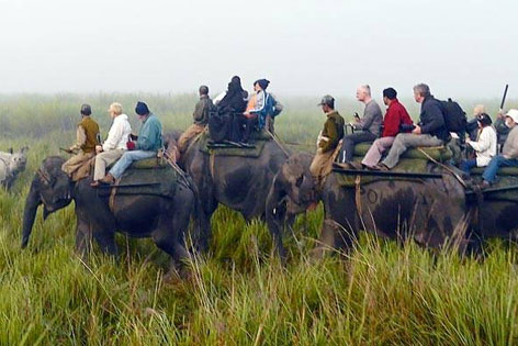 elephant safari tips