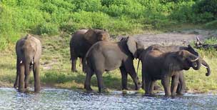 jaldapara elephants