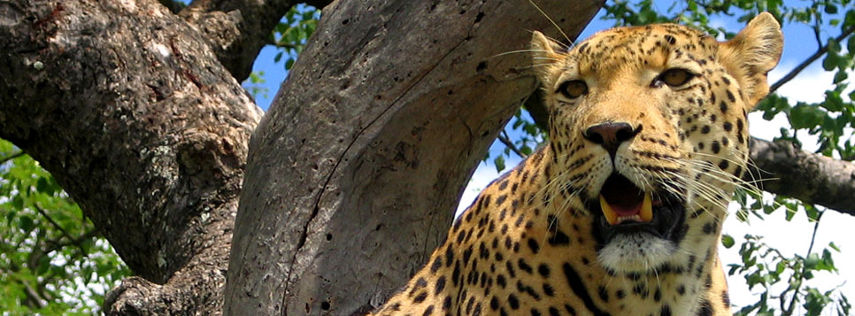leopard in jaldapara
