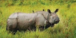 jaldapara rhinos